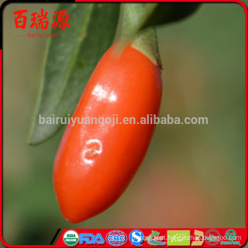 Goji baga colheita 2016 com BRC ISO22000 ISO9000 Kosher